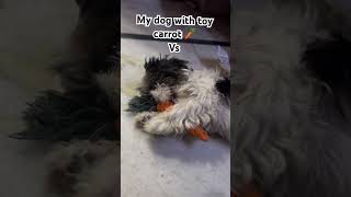 Eating Wrong carrot🙂‍↕️😂 youtube explore trending funny youtubeshorts dogpixie viralvideo [upl. by Swayder]