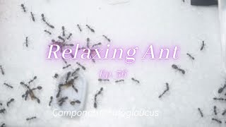 Relaxing Ants Ep 36 [upl. by Gav954]