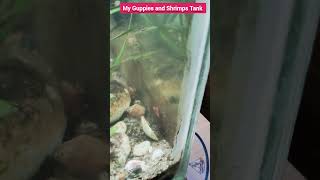 My Guppies Collection Guppies Tank Update [upl. by Buna]