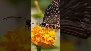 Butterfly  pixabay nature butterfly wonderful [upl. by Rodge]