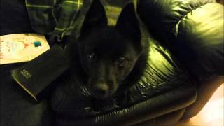 My Schipperke dog understands [upl. by Teague]