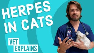 Herpes in Cats [upl. by Newmark338]