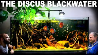 The Discus Blackwater Aquarium EPIC 4ft Aquascape Tutorial w Gold Tetra amp Santarem Discus [upl. by Nahtanhoj]