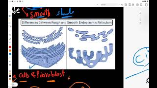 Chapter1 Cytology membranous organelles Rough and smooth endoplasmic reticulum amp Golgi apparatus [upl. by Willin656]