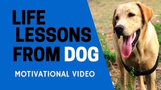 Motivational Lessons from DOG  Video in Hindi [upl. by Eitnom682]