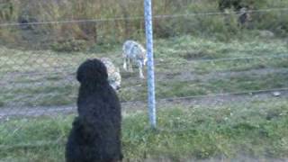 Black russian terrier meeting wolves and bears [upl. by Lihkin]