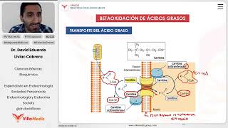 Lípidos  Betaoxidación de ácidos grasos [upl. by Nylsaj]