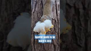 Soft pillow stuffing for squirrel nest ☁️🐿️ [upl. by Marte]