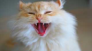 Cat Sounds to Scare Mice  Cat Sound for Rats  Cat Sounds to Scare Rats  Cat Sound to Kill Rats [upl. by Htebezile]