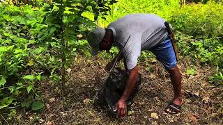 Applying herbicide to lawn after mowing  demolition x  effective nga ba [upl. by Ahsemot]