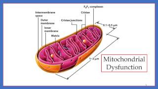 NAD Intravenous Therapy for Addictions amp Drug Rehab Pt 1 The Cell [upl. by Idnac595]