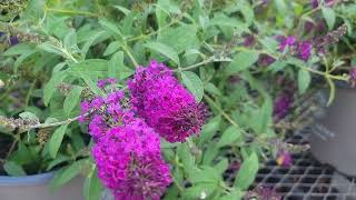 Lowes Garden Center Blueberries Crape Myrtal Lemons Fig tree Chasteberry tree Vitex [upl. by Narud]