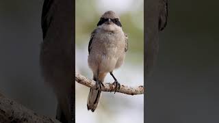 Loggerhead Shrike [upl. by Cayser]