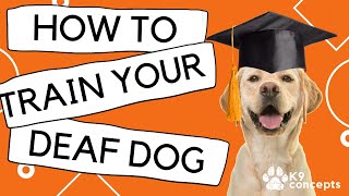 How to train a deaf dog [upl. by Martita]