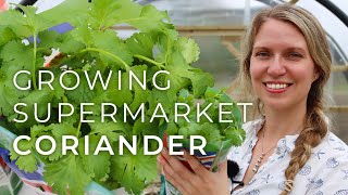 Tips on Growing Coriander from the Supermarket fresh cilantro all summer [upl. by Meeka]