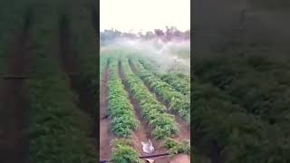 Best method of Irrigation [upl. by Yenahteb]