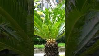 Cycas belongs to Gymnosperms [upl. by Waynant491]