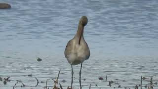 241018 RSPB Saltholme Highlights [upl. by Blank580]