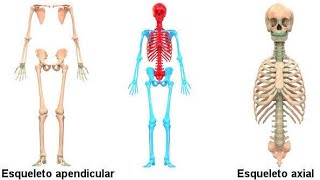 ESQUELETO AXIAL E ESQUELETO APENDICULAR [upl. by Amairam]