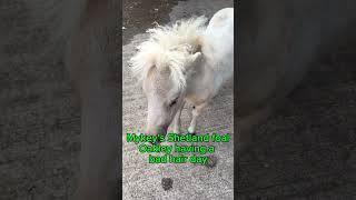 Shetland foal’s bad hair day shortsyoutube shetlandpony shetland horse foryou [upl. by Concepcion582]