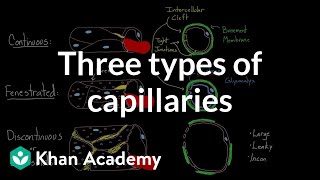 Three types of capillaries  Circulatory system physiology  NCLEXRN  Khan Academy [upl. by Lozano298]