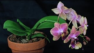 Mini Phalaenopsis [upl. by Holle]