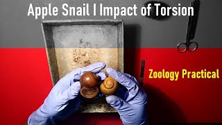 Opening of Apple snail I Impact of Torsion I Gastropods I Zoology Practical I Pila I Operculum [upl. by Yaron]