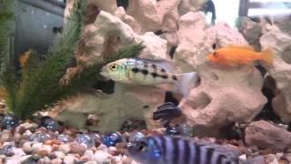 Juvenile Fossorochromis rostratus [upl. by Orlanta296]