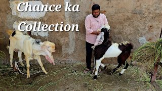 Chance ke bakre available in Hyderabad  offer wale bakriya in Hyderabad moinbagh  hyderabadi goats [upl. by Yentirb]