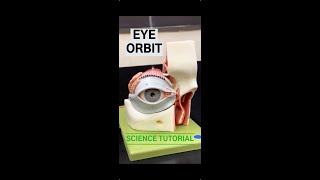 Eye Orbit Model [upl. by Eneli]