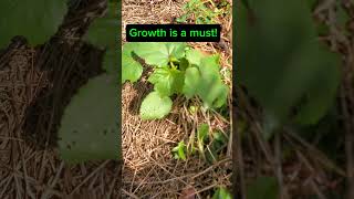 Okra Growth Update in just a few weeks Gardening Homegrown countryliving [upl. by Marnia232]