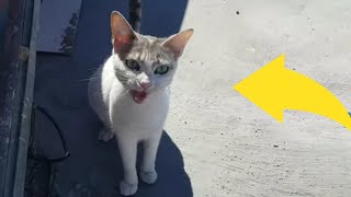 Cat Sound  Sounds that attract cats  Meow to make cats come to you [upl. by Aicenav]