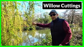 How To Propagate amp Grow Weeping Willow Trees From Cuttings Complete Process [upl. by Ransome]