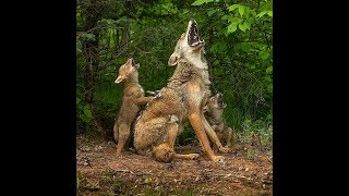 Coyote Sounds  Coyote Howling [upl. by Tenay615]