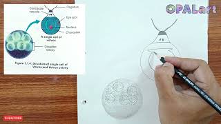 9th PB Biology Diagram 05Study of Volvox [upl. by Olyhs812]