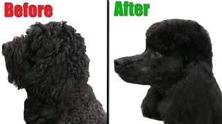 Extreme Poodle Transformation  MUST SEE Results [upl. by Alliuqaj]