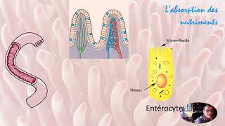 Labsorption des nutriments [upl. by Aoht]