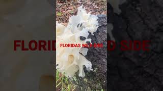 Ancient Chinese fungus Tremella Fuciformis aka snow fu￼ngus🐉🍄 wildmushrooms [upl. by Mail258]