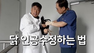 닭 인공수정 하는 법 How to artificially inseminate chickens [upl. by Ramey]