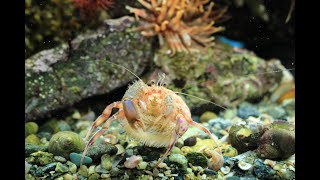 Pagurus Prideaux and Adamsia Palliata Hermit Crab and Cloak Anemone [upl. by Carmelina]