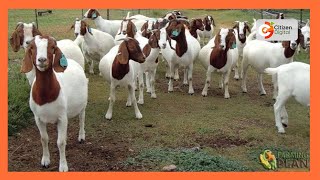 Kenyas Gold  Breeding Boer Goats  Gold Chat Part 2 [upl. by Ettecul]