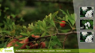 Aubépine Crataegus laevigata [upl. by Tterraj849]