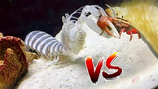 GIANT Spearing MANTIS SHRIMP VS Fiddler CRAB [upl. by Quinlan34]