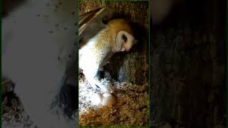 BARN OWL Mom swallows a MOUSE whole [upl. by Bac966]