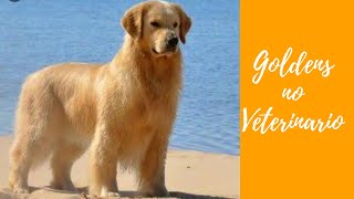 Top 5 doenças do Golden Retriever [upl. by Milone]