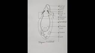 How to draw cnidoblast in easy way  Important diagram of Cnidoblast for 12 class students [upl. by Nnylamme]