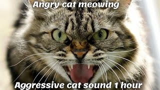 Angry cat meowing  Aggressive cat sound 1 hour [upl. by Letsyrk812]