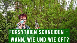 Forsythien schneiden  wann wie und wie oft [upl. by Reiniar]