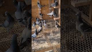 Kuch zaada hoogaye Racing pigeon hens [upl. by Nylime]