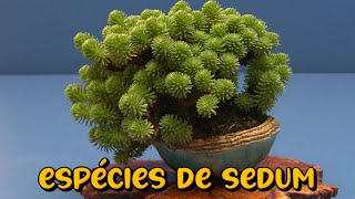 14 ESPÉCIES DE PLANTAS SUCULENTAS DO GÊNERO SEDUM [upl. by Eillah]